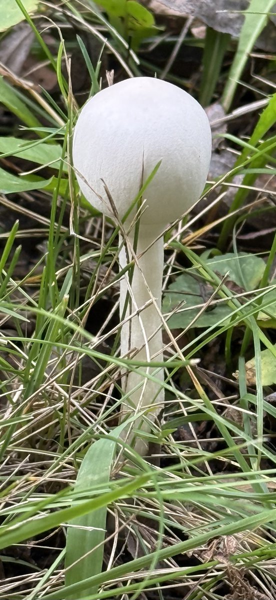 ColdasBryyyce's tweet photo. mushrooms are everywhere 🍄 https://t.co/VdTQ1QAIdU