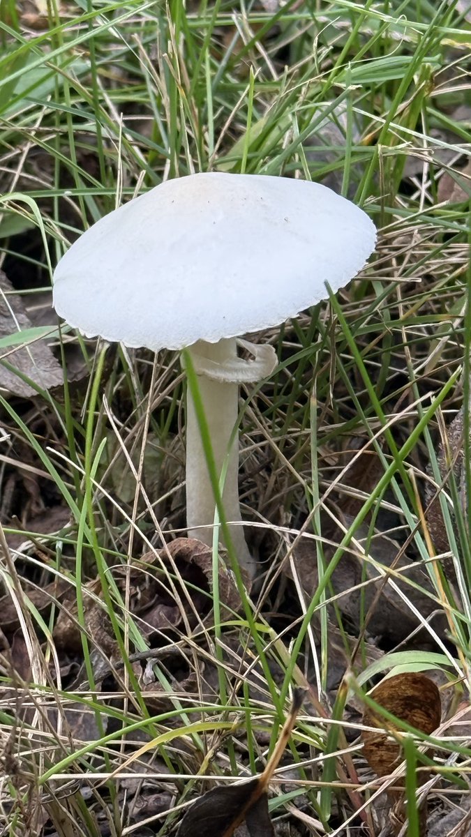 ColdasBryyyce's tweet photo. mushrooms are everywhere 🍄 https://t.co/VdTQ1QAIdU