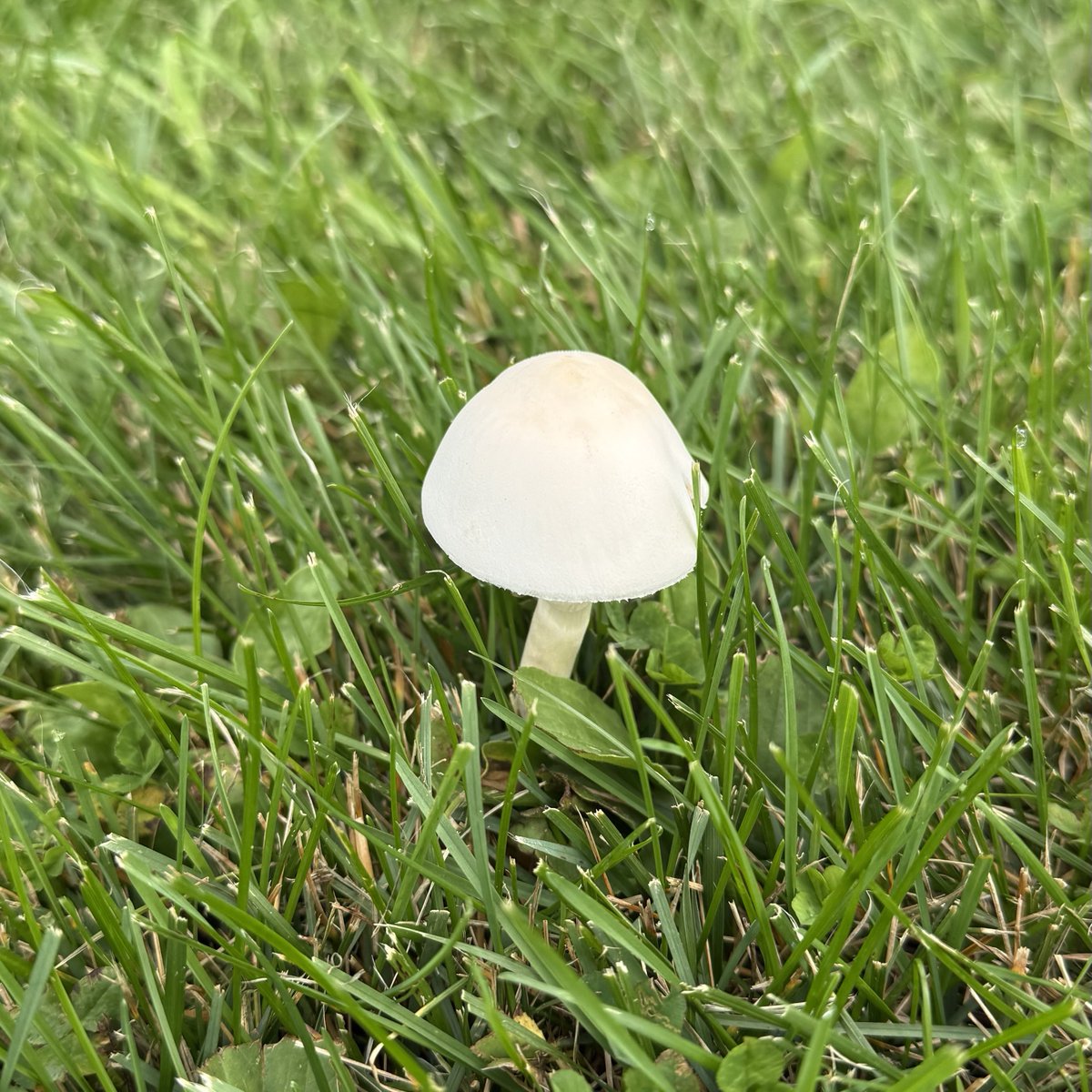 ColdasBryyyce's tweet photo. mushrooms are everywhere 🍄 https://t.co/VdTQ1QAIdU