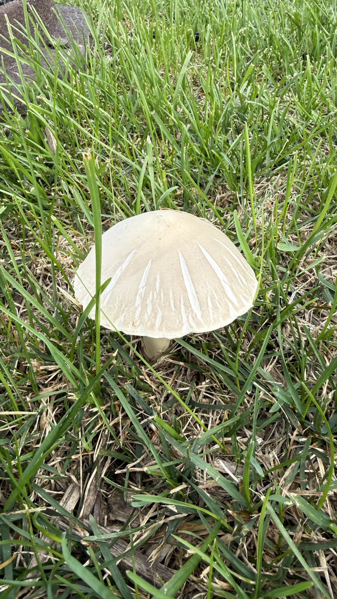 ColdasBryyyce's tweet photo. mushrooms are everywhere 🍄 https://t.co/VdTQ1QAIdU