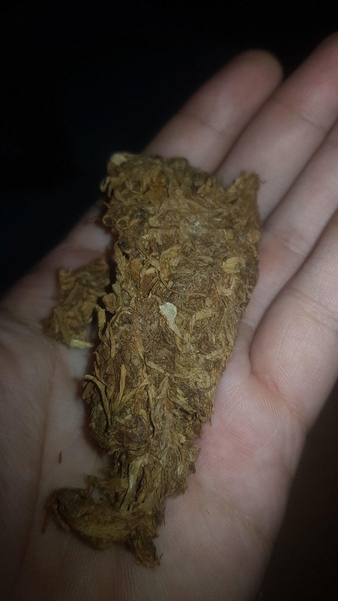 LandraceBureau's tweet photo. "Baguio Gold". Dried flower.
A friend in the Philippines sent this.

Baguio sits above Benguet, the old American hill station in the pines, around 1,500 m. Kibungan is the same range. The export name from the 1970s was the color: gold flower off the Cordillera. Most of what still carries the name is a later selection. Lemon, pine, lime, long flower. The market word and the plant got separated.

Pressed logs hide the structure. This does not. Narrow highland sativa, cured, sitting in a palm. The test is the dry nose and whether the calyxes stayed gold or went brown in the cure.

How has knowledge or experience with Philippine Landraces? tag them, drop a link if they are not on X.