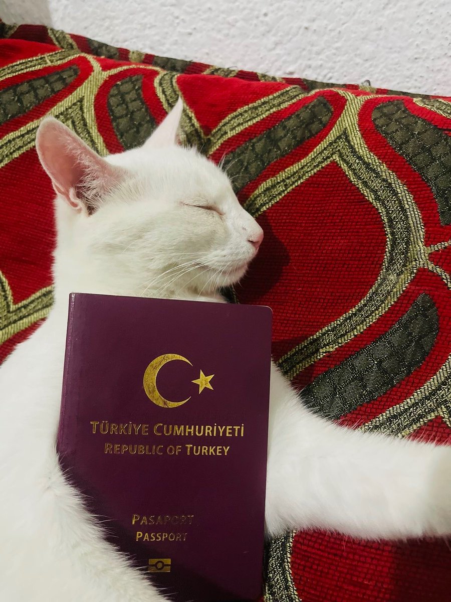 TurkishArc's tweet photo. https://t.co/bxzWKLd9Wf
