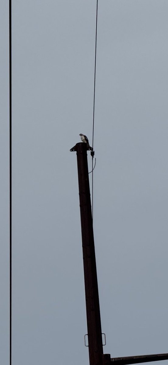 ColdasBryyyce's tweet photo. a falcon flying over and watching over me (but more likely the field mice) https://t.co/S8k9zdBuZR