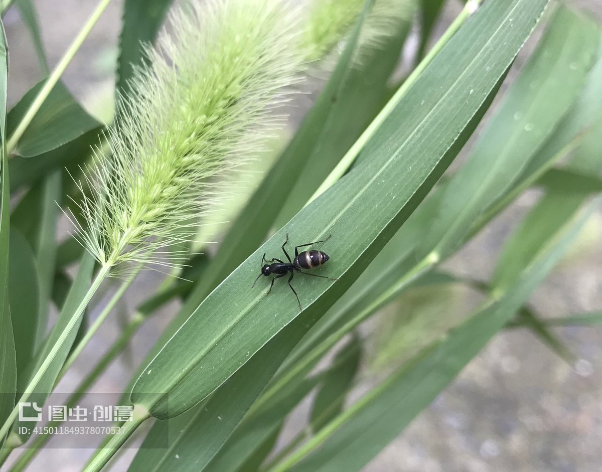 AutumnOrti44p7's tweet photo. Tiny ants waste energy rushing aimlessly around—what a pointless effort! https://t.co/OhCm0OdJ2d