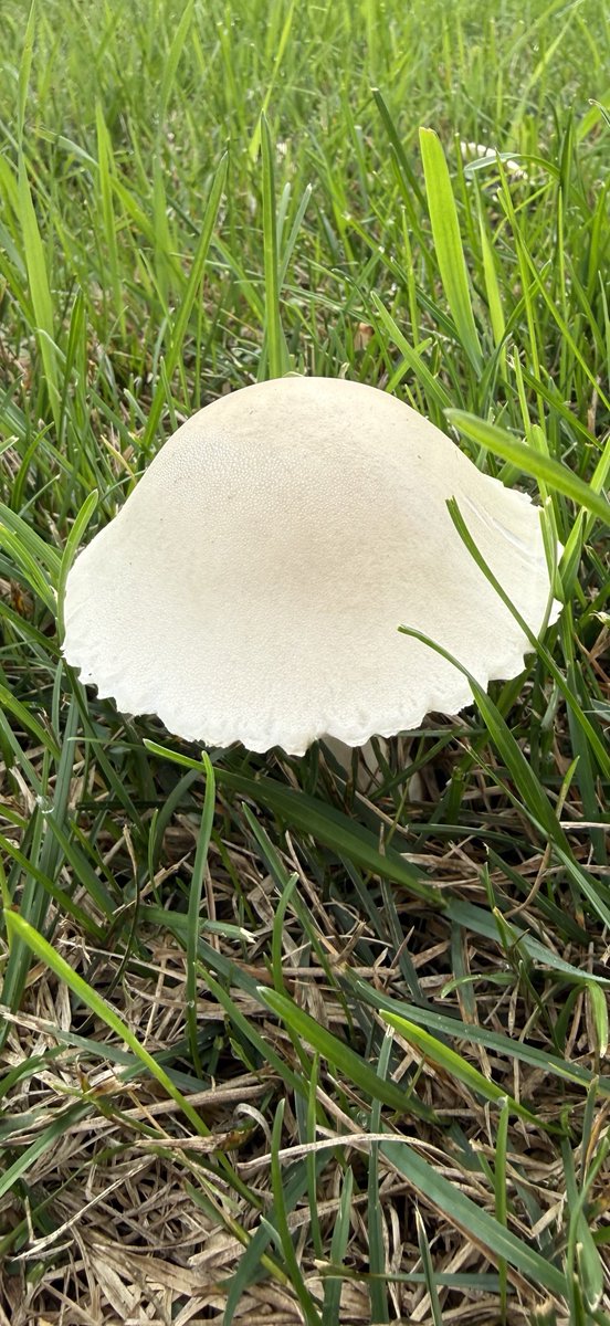 ColdasBryyyce's tweet photo. so many 🍄‍🟫 https://t.co/uUYqG1uCQM