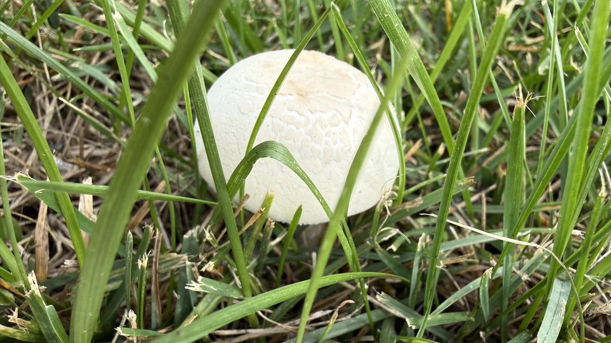 ColdasBryyyce's tweet photo. so many 🍄‍🟫 https://t.co/uUYqG1uCQM