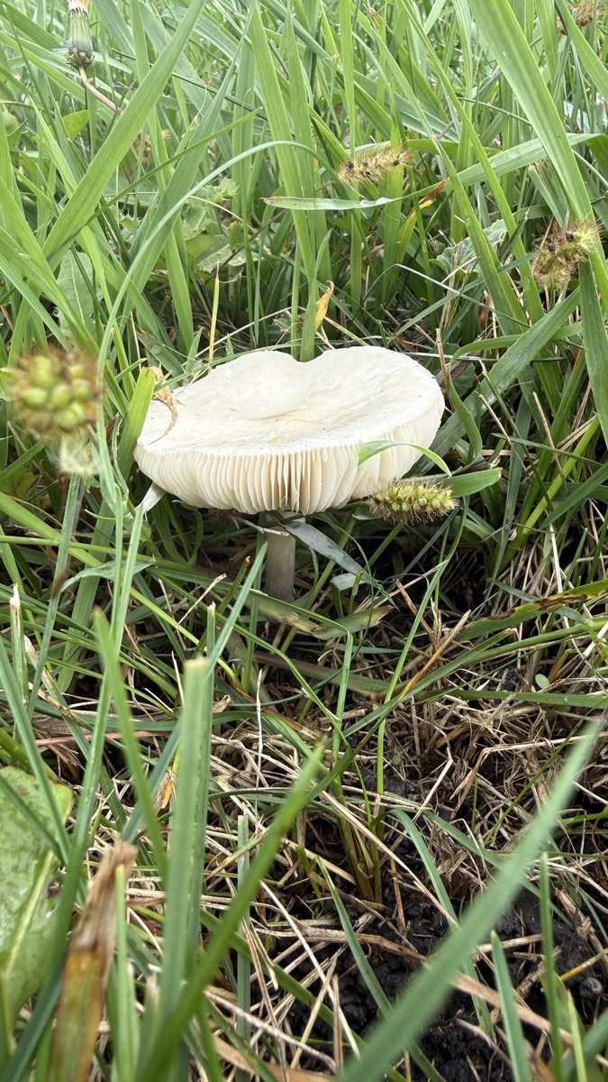ColdasBryyyce's tweet photo. so many 🍄‍🟫 https://t.co/uUYqG1uCQM
