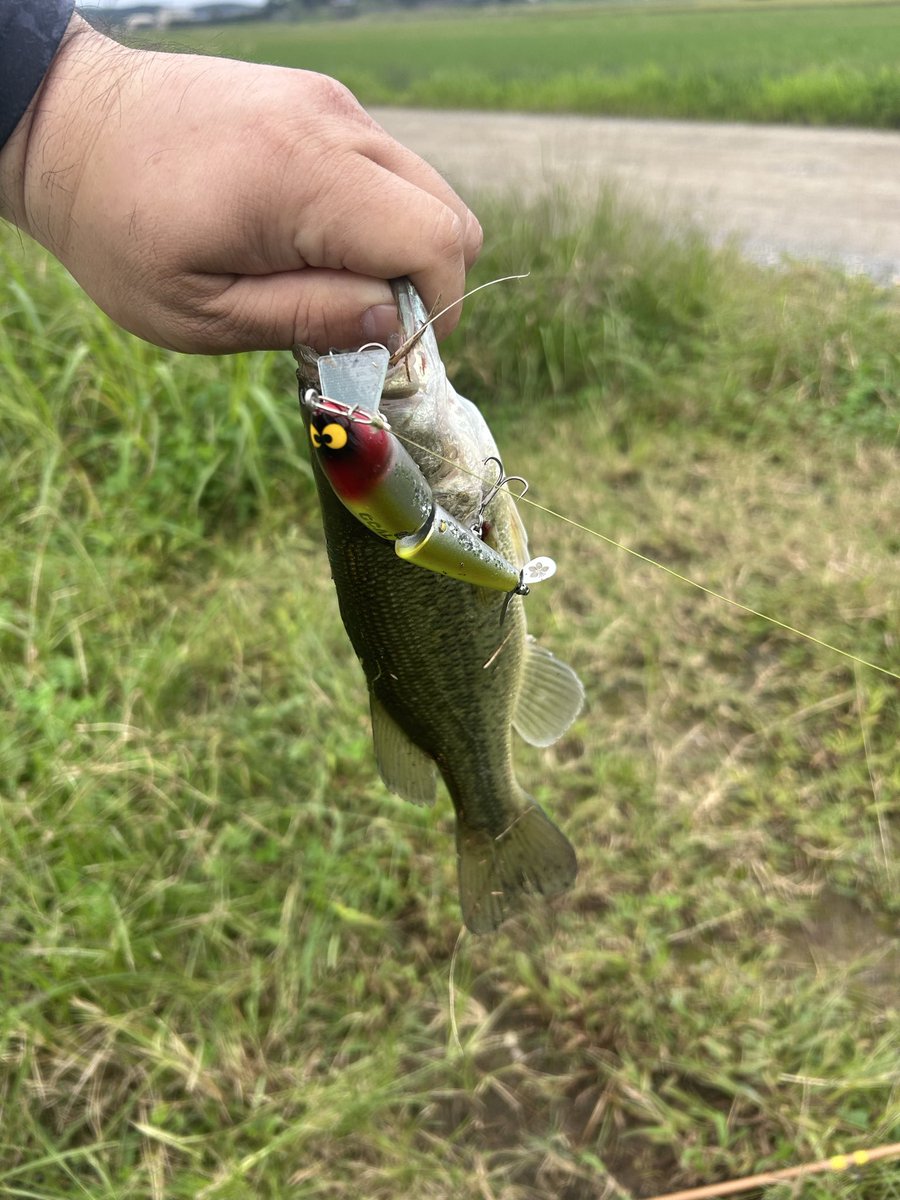 naaooon666's tweet photo. おはようございます😃出勤前に釣れました🐟　#ガウラクラフト https://t.co/vyjahmK4rI