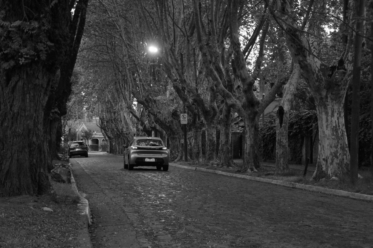 gayrayhernan's tweet photo. Cada tanto paso por la cuadra donde di mi primer beso, sigue siendo un lugar idílico entre sus adoquines y árboles que te abrazan. Como ese día de lluvia https://t.co/qzajAnIjsm
