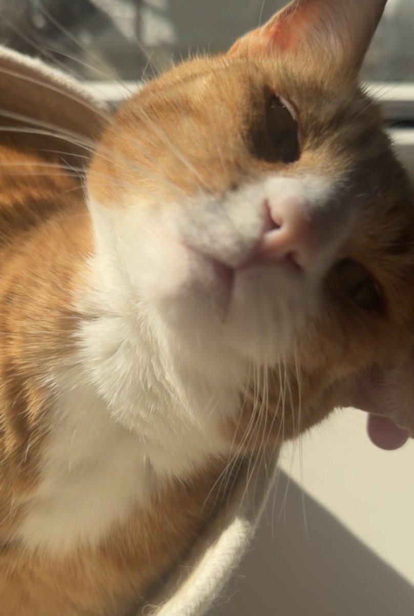 sovjetbaddie's tweet photo. dit is mijn kat simba https://t.co/83xJYV3lSl