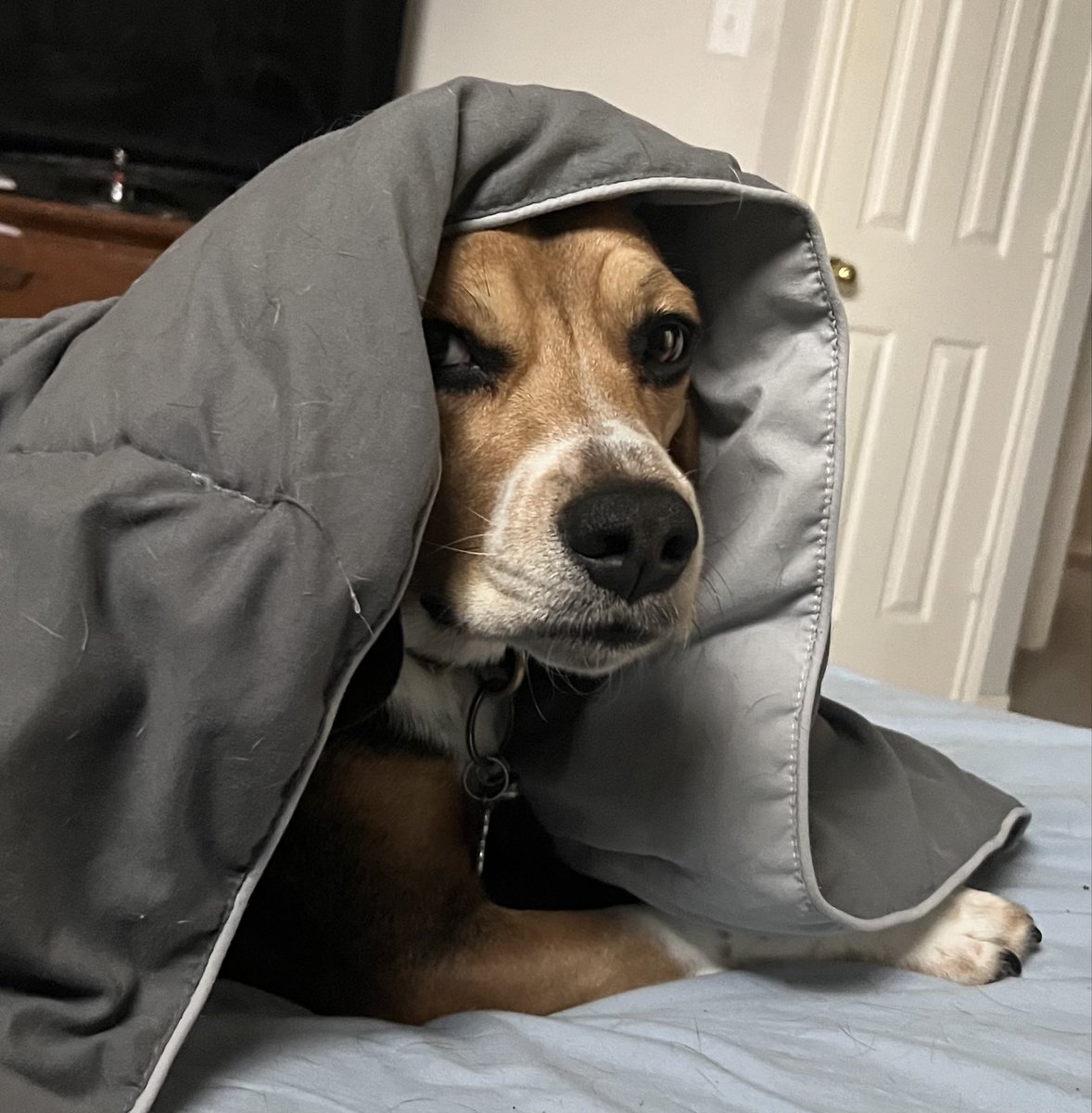 ddoggiesmommy's tweet photo. Way too early in the #Dodgers game to have Mags so stressed! She can’t even look at the TV! #MagsMagic https://t.co/EdpNRx1Vda