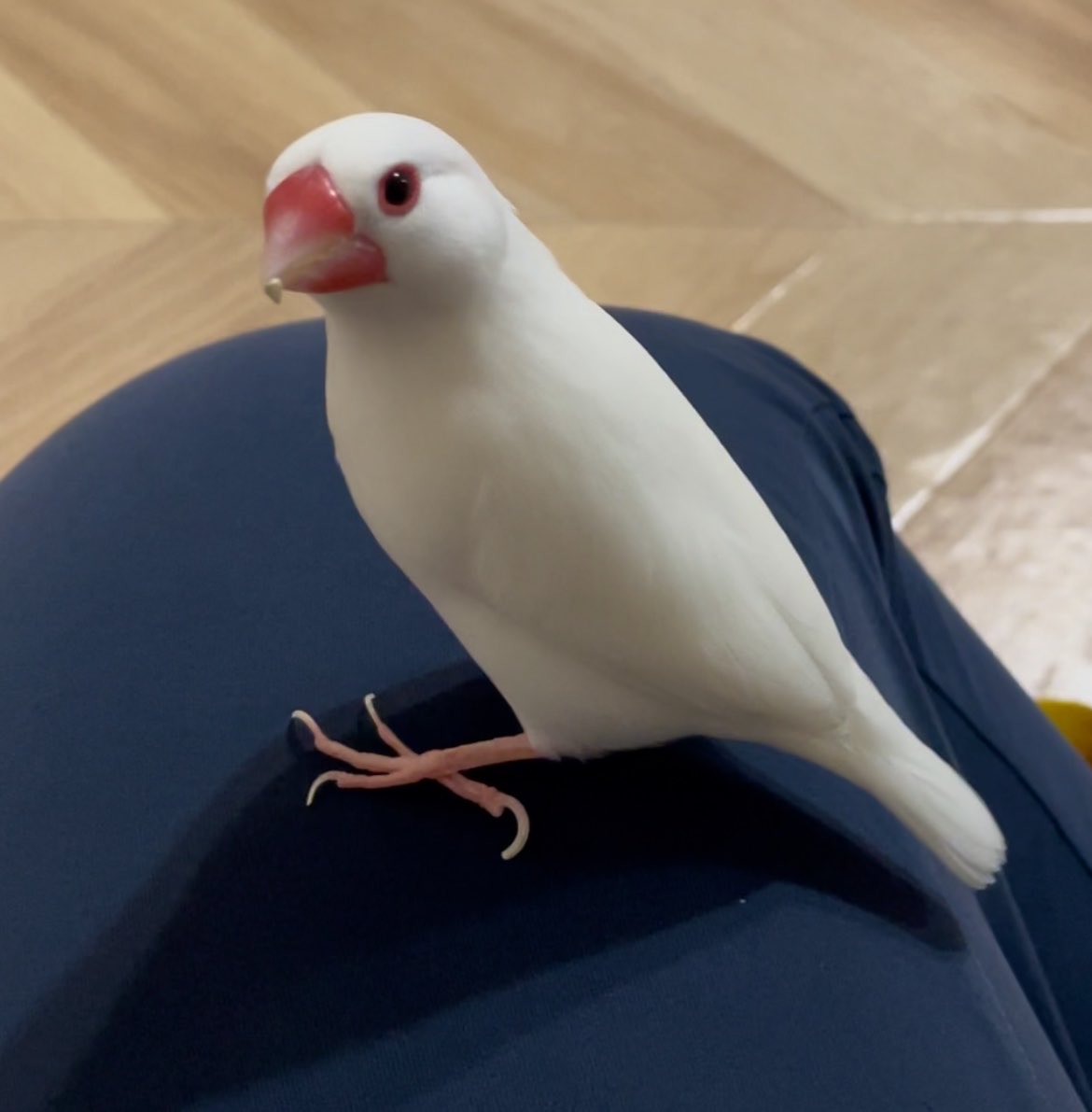 toriko_0824's tweet photo. 鳥の好きの皆さん
おはようございます☀️

生きてるだけで100満点💯
ぼちぼちいきましょう💪 https://t.co/eLfz6ejDiQ