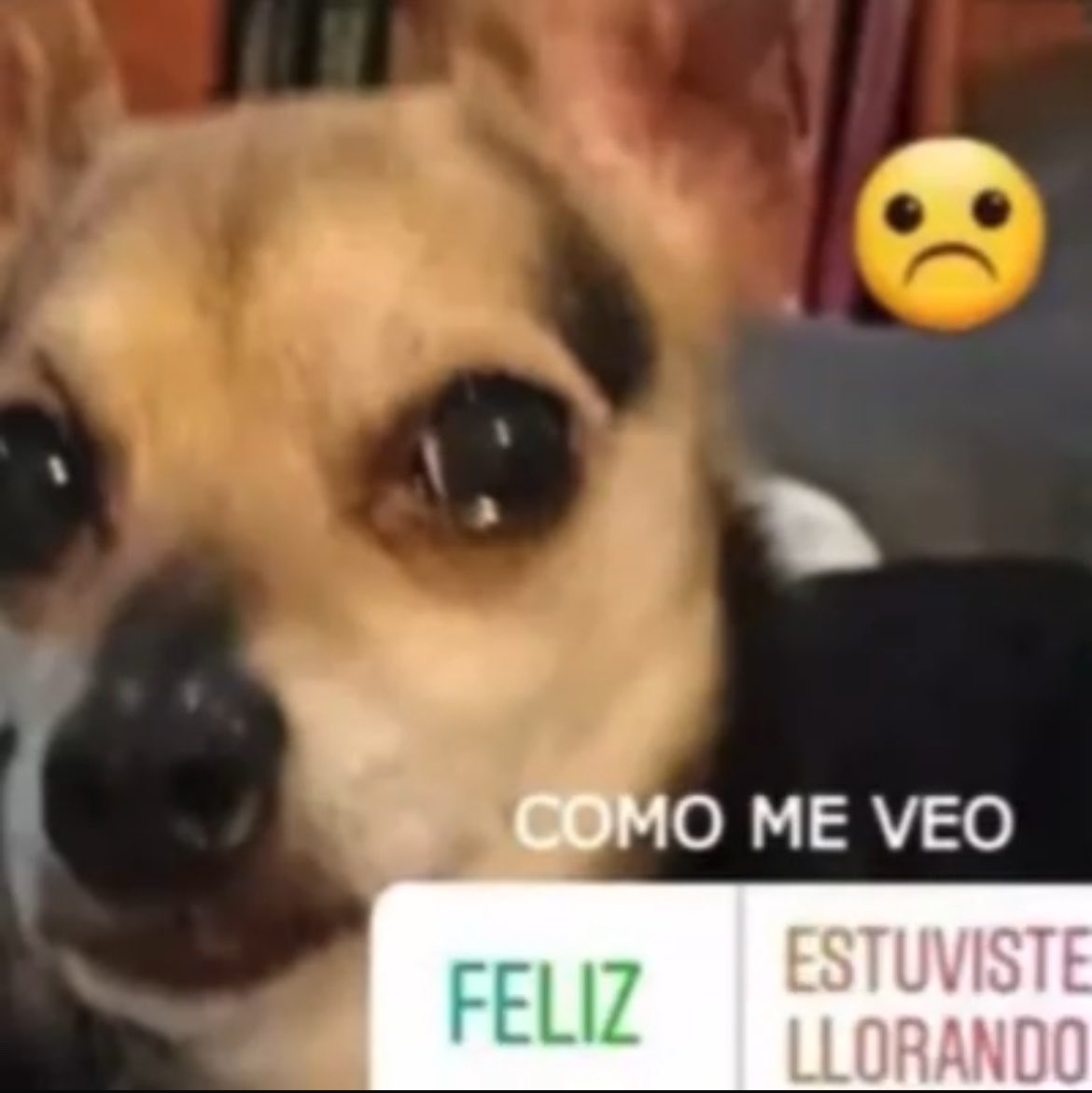 betslivie's tweet photo. yo sobrepienso tanto q ya siento q me odian en el grupo de gatos em silencio donde nos comunicamos con emojis y gatos https://t.co/6yXFzg8V2d