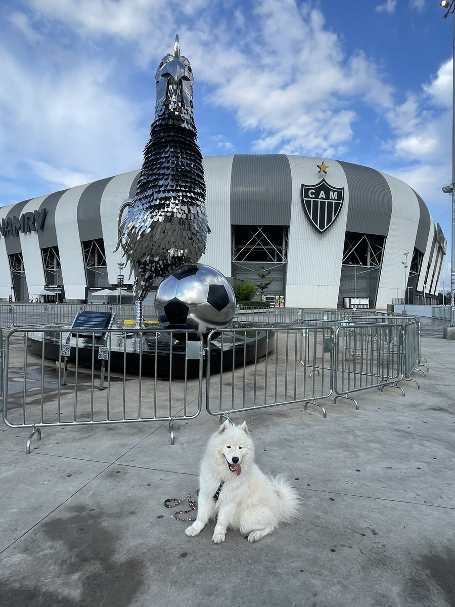 Taci_Mineira's tweet photo. @Sam_samoieda é galo 🐔 https://t.co/yRms2AO1b6