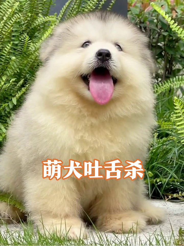 DouglasTayn8iy's tweet photo. [I met a cute dog that kept barking “叭蛋郧” playfully near the park bench today, what a lovely surprise!]， https://t.co/i1HD9V8EXU