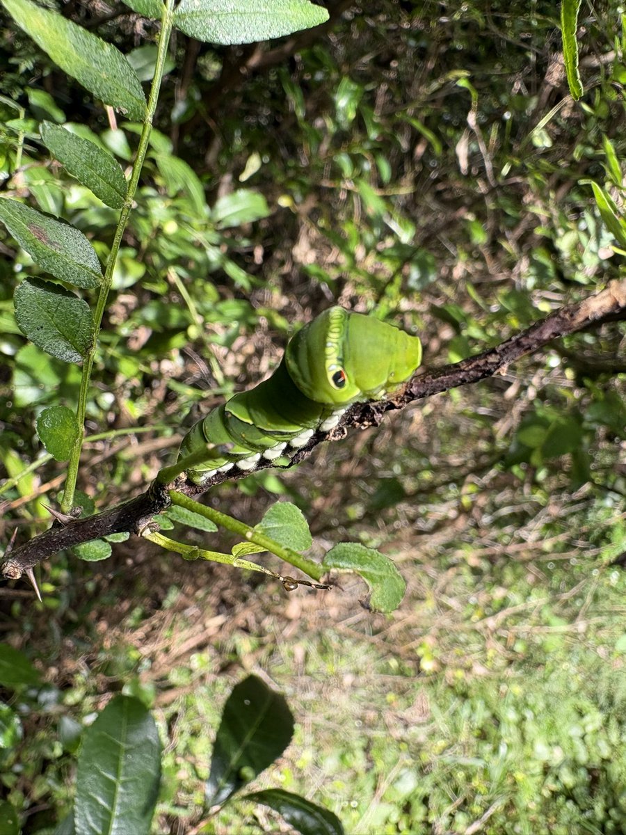 kaelnosuke's tweet photo. お山では珍しいナミちゃんに遭遇🐛✨
そしてあなたは！！！
オナガさんでは⁉️ https://t.co/2vPZnAGaO7
