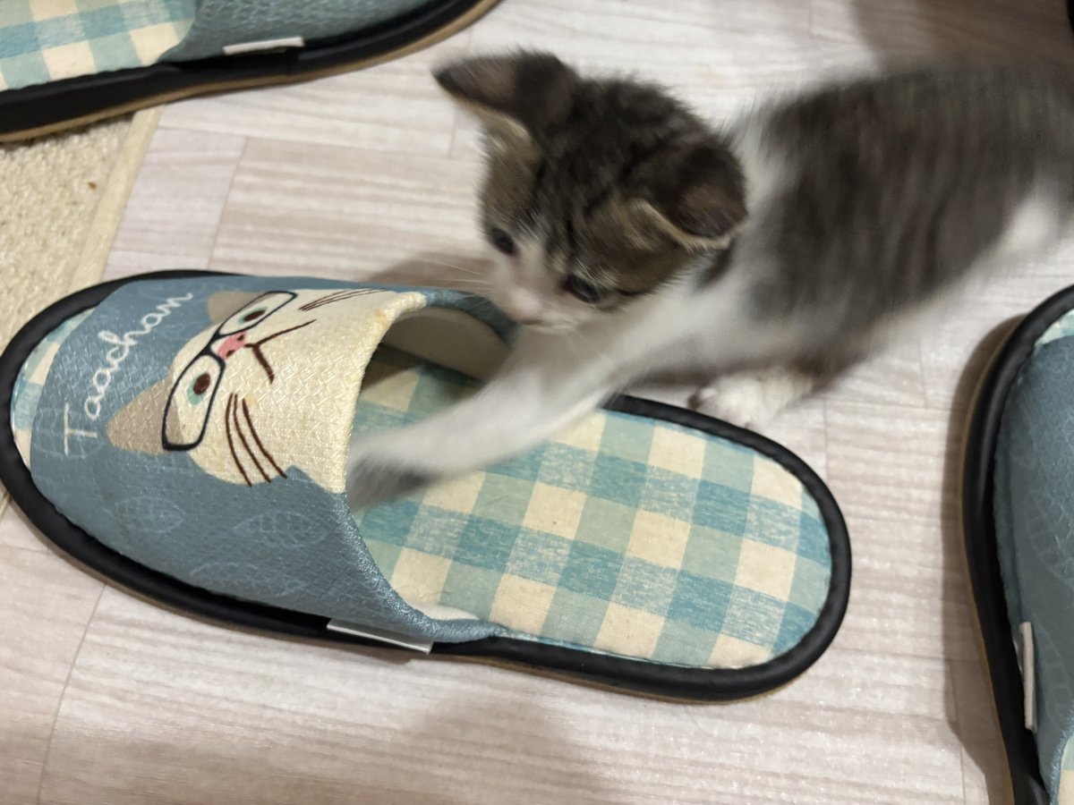 aims2koz's tweet photo. スリッパ大好きキジ白くん https://t.co/M53fjN1ajI