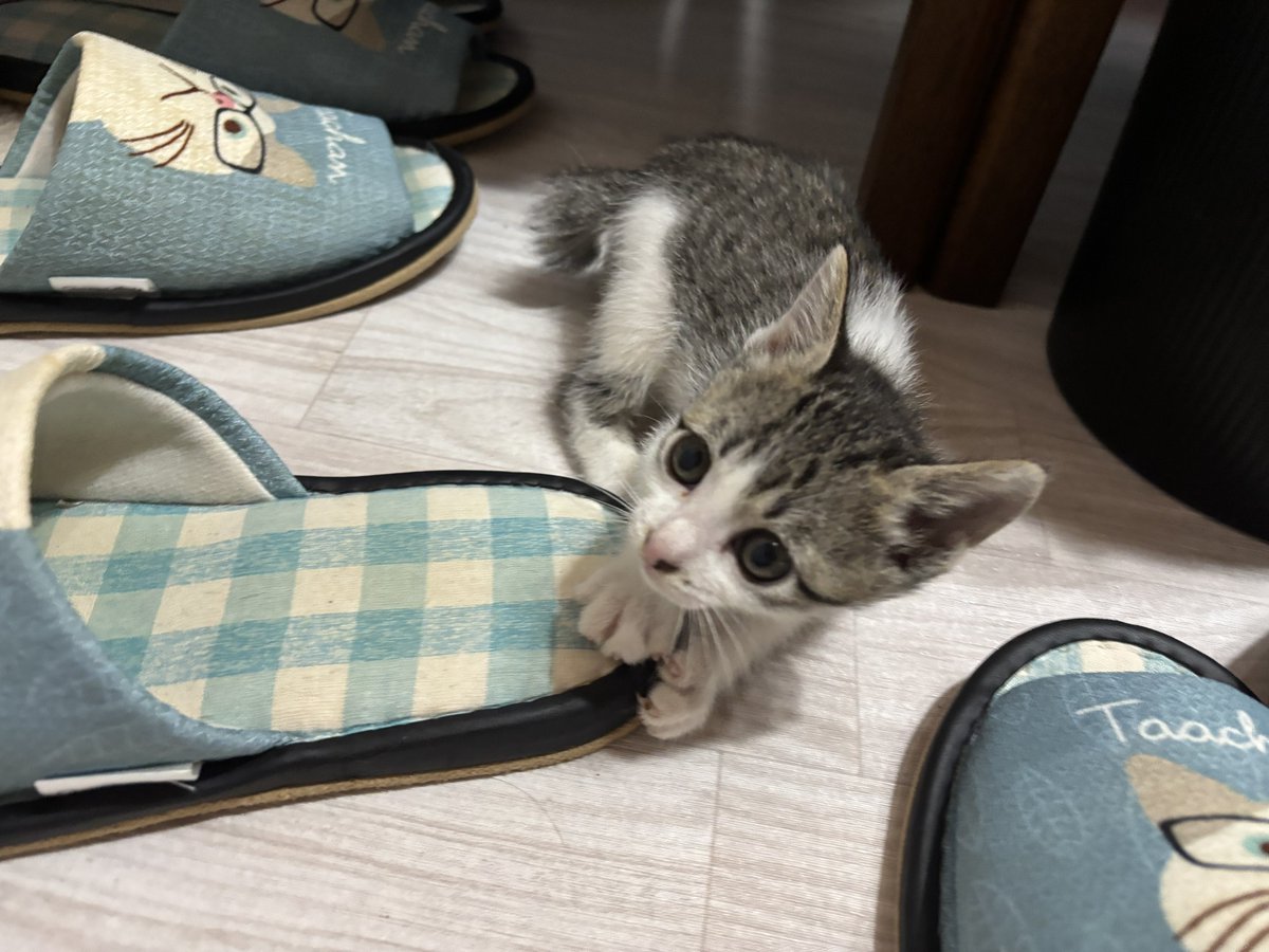 aims2koz's tweet photo. スリッパ大好きキジ白くん https://t.co/M53fjN1ajI