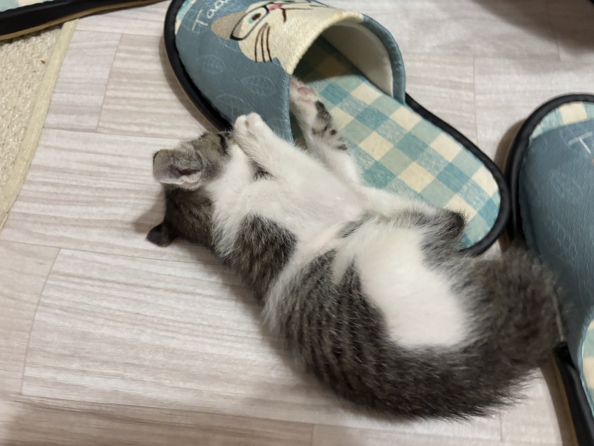 aims2koz's tweet photo. スリッパ大好きキジ白くん https://t.co/M53fjN1ajI