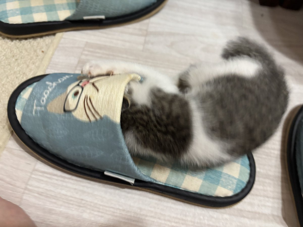 aims2koz's tweet photo. スリッパ大好きキジ白くん https://t.co/M53fjN1ajI