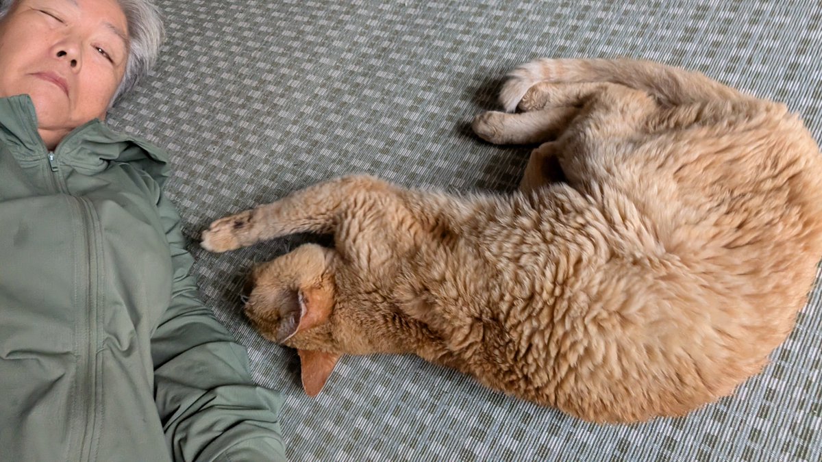 inomal7591's tweet photo. 今朝は母を歯医者に連れて行く
実家の猫は老いている
キナ君
#ねこ https://t.co/cF93tNiXQ3