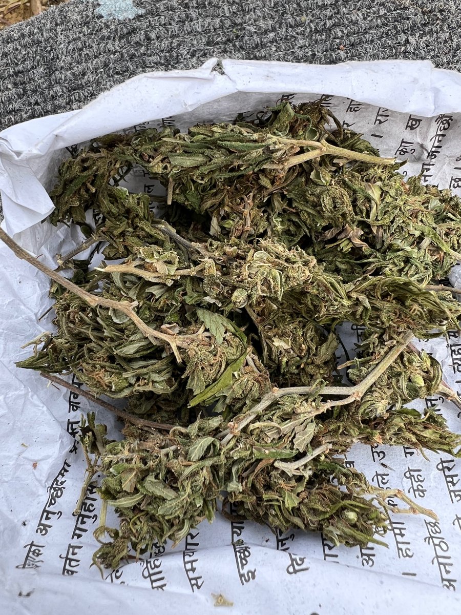 LandraceBureau's tweet photo. Lets go back to when I first learned to smoke the chillum. Traditional clay pipw which you have to learn how to properly hold, and draw in slow. January of 2026.

Nepali sativa giants, Kathmandu Valley line. Narrow leaflets, long internodes, airy cola, resin meant for the hand, not the bag.

Flower is the same line.  Drone shot over Dakshinkali: temples and statues in the cleft where two streams meet, south of the valley where these plants still stand in courtyards and on the terraces.

Harvest is starting soon. The Himalayan Genome expedition runs 26 October to 9 November. One week west to Pokhara, or two weeks on toward Rolpa. Small group. 

Family farms, roadside giants, temple corridors.
If you want a seat with a chillum, or stand under a valley sativa this tall, Nepal is where it at, and who else to go with than Landrace Bureau?
