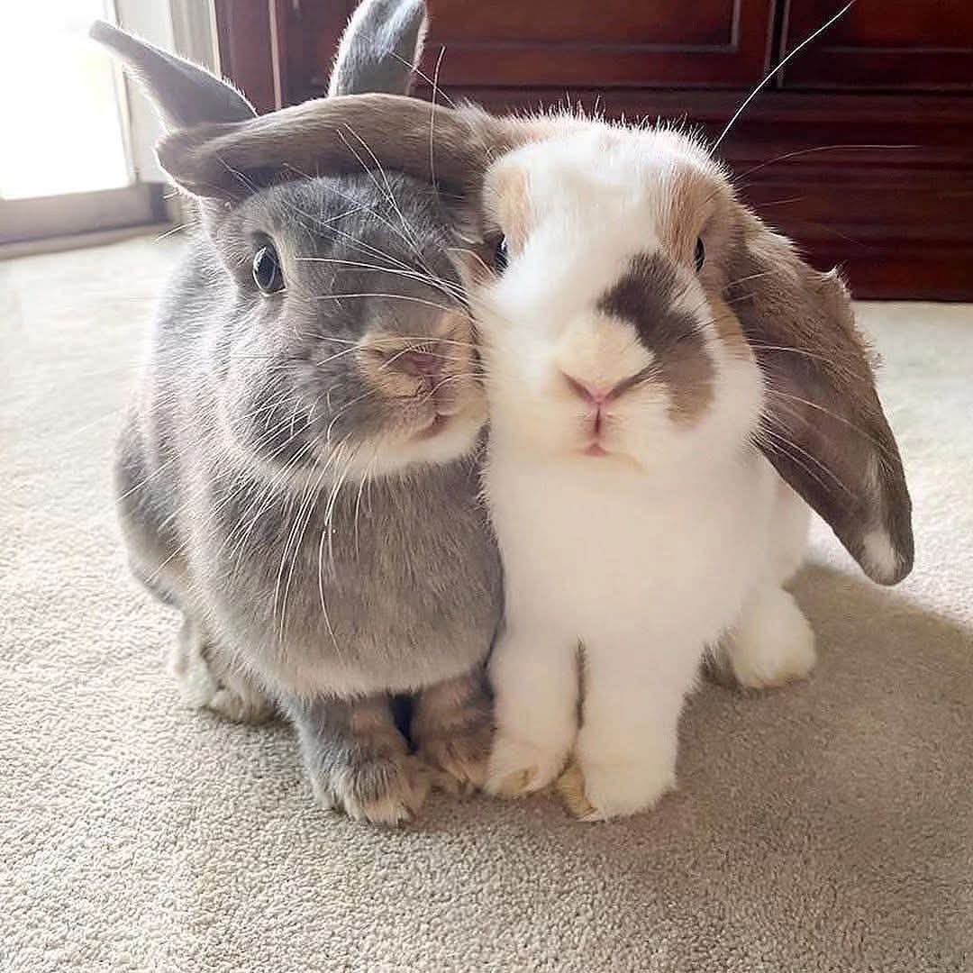 flutterbunbun's tweet photo. https://t.co/iCMMVNb4pQ