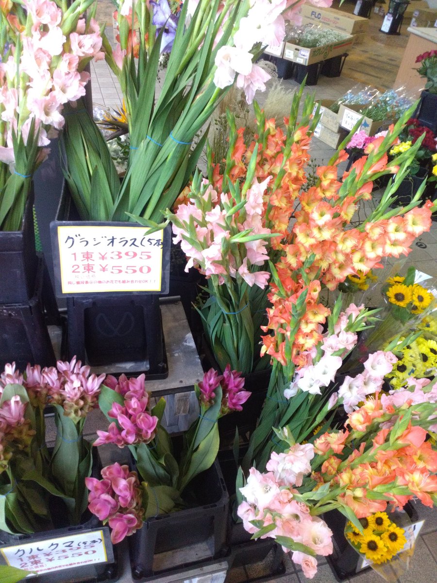 WF_bessho's tweet photo. おはようございます☁🌬️✨️
ワールドフラワー開店致しました！

本日は、切り花の入荷日となっております！
新鮮な切花が大変お買い得となっております！

お祝いや御供えに【胡蝶蘭】

お庭で毎年お仏花を収穫
タダで御供え【ガーデンマム】

是非ご来店ください

#ワールドフラワー　#上大岡　#別所 https://t.co/7vXtv3uPpV