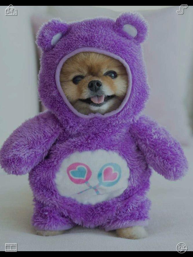 henriquefreitz's tweet photo. Just then, the human walked into the room again, carrying a bowl of warm milk, and the kitten’s ears perked up, his nose twitching as he smelled the delicious scent.👇It's never too late to learn Mastered a new app https://t.co/RpzdiLnC5Q
