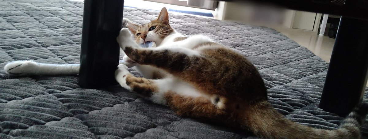 WhitEMan9wonS's tweet photo. 一生懸命ヘビさんをやっつけようとしててカワヨ。可愛い牙が見えてるよ〜

#猫のいる暮らし #猫のいる暮らし https://t.co/j5wu7em3aB