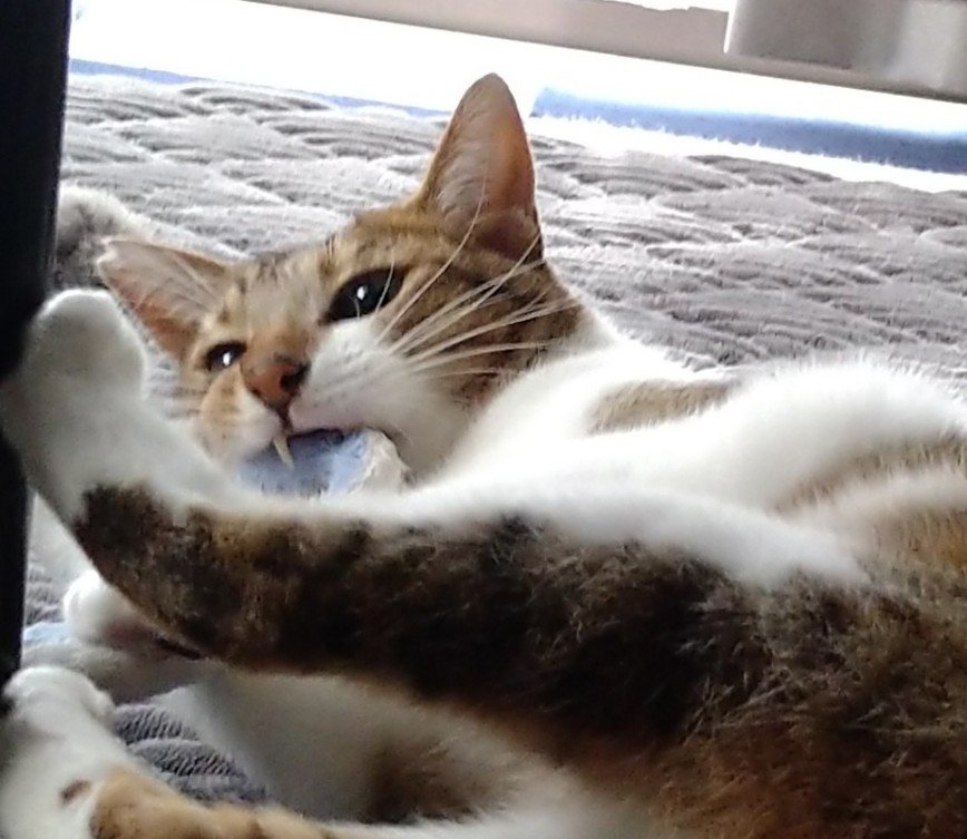 WhitEMan9wonS's tweet photo. 一生懸命ヘビさんをやっつけようとしててカワヨ。可愛い牙が見えてるよ〜

#猫のいる暮らし #猫のいる暮らし https://t.co/j5wu7em3aB