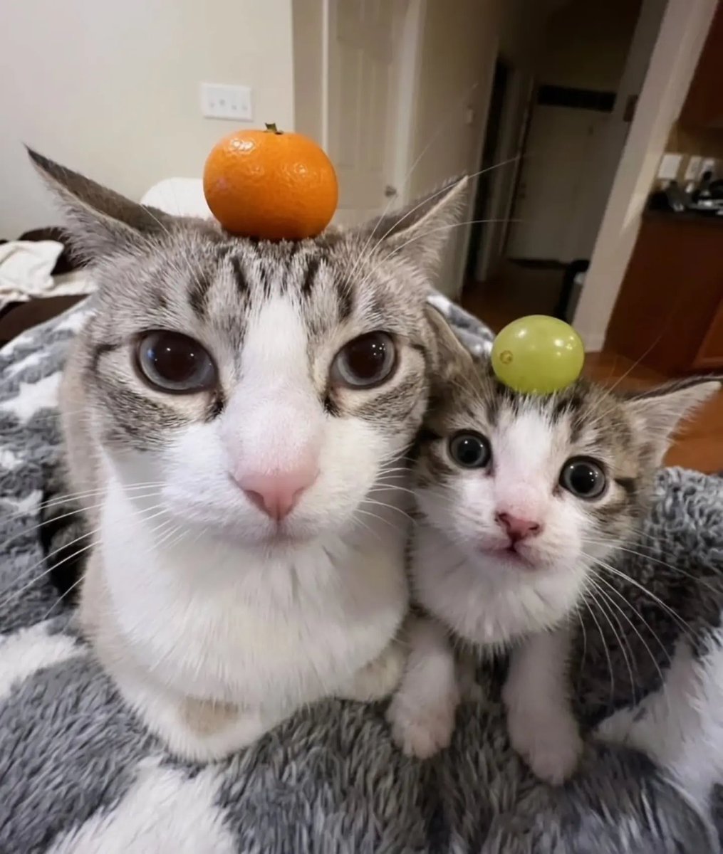 catsworldaura's tweet photo. https://t.co/ufOcW3fcjn