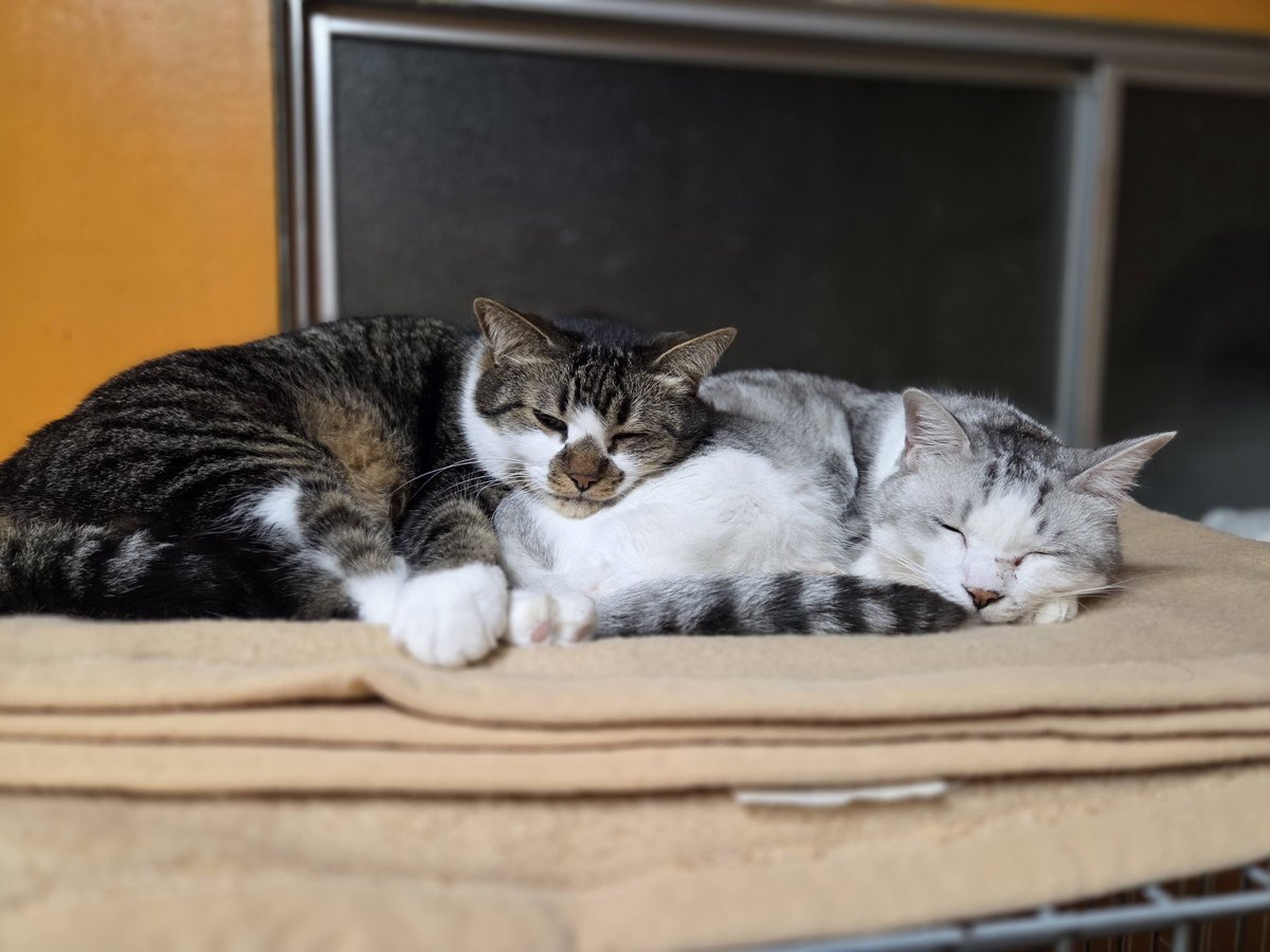 animal_3rd_eyes's tweet photo. 仲良しおっとり男子’s
『しろ（くない）』ちゃん&amp;『えー太』🐾
今日もお尻まくらで💤

ずっと見ていたい🤤

昨日のA3Eshopにお越しくださったみなさま
ありがとうございました！🥹🫶🏻

今週もがんばるぞ💪🔥

#保護猫 #猫のいる暮らし #ハイシニア猫 #catsoftwitter #保護猫シェルター https://t.co/TrON04w7dA