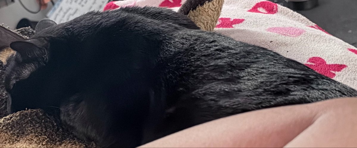 Bl0odyorganz's tweet photo. Both my cats came to nap in my room with me today #healings https://t.co/QCQxWu4NuX