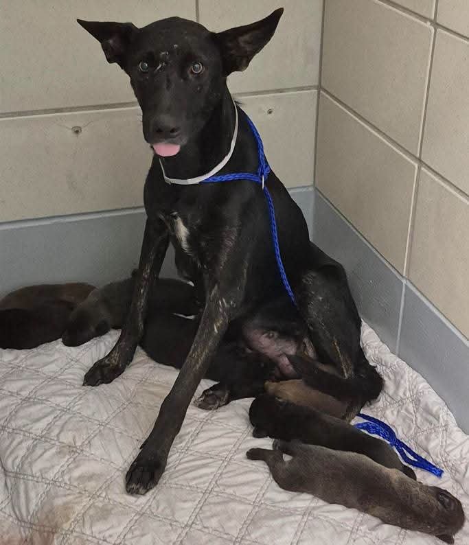 TrinityMcGibbon's tweet photo. 🆘️On Euthanasia list at BARC, Houston for Monday, 10/5/26. Deadline at 5pm CDT🆘️
ID #A2098945 (Mom)

🆘️ RESCUE ONLY 🆘️

📌 PLEDGE INFORMATION 📌
🆘️ Please do not honor pledges until a freedom picture is added to ensure pledges are going to the rescue that tagged. We will be putting the dog name and rescue name on the freedom picture. 🆘️

🚨MOM TORIEL + 8 NEWBORN PUPPIES 🚨

This entire little family is in danger. Mom Toriel is just 2 years old and is nursing eight tiny puppies only about 2 weeks old. They entered BARC together on 9/30 and now all nine lives need rescue intervention.

🐾 Meet Mom Toriel

ID #A2098945
Female | 2Y | Labrador Retriever/German Shepherd | Black
Lactating mom of 8 puppies
Weight: 44.0 lbs
Intake date: 9/30/26
Status: Rescue only 

🐾 🍼 Meet her 8 puppies:
• Kirby — #A2098957 — Male, brown/black — 1.7 lbs
• Luigi — #A2098958 — Male, brown/white — 1.2 lbs
• Zelda — #A2098959 — Female, brindle — 1.3 lbs
• Link — #A2098960 — Male, black/brown — 1.4 lbs
• Atreus — #A2098961 — Male, black/brown — 1.2 lbs
• Isabelle — #A2098962 — Female, brindle — 1.3 lbs
• Sonic — #A2098963 — Male, black — 1.1 lbs
• Knuckles — #A2098964 — Male, brown — 1.3 lbs

DOB: 9/24/26 | Labrador Retriever/German Shepherd puppies
Intake date: 9/30/26
Status: Rescue only 

⸻

🩺 MEDICAL NOTES:

Toriel: Lactating and nursing eight puppies. Heartworm test negative. She received DA2PP, Bordetella and rabies vaccines, Advantage Multi and pyrantel dewormer. No significant medical problems were documented.

Puppies: All eight are neonatal/underage and extremely small, weighing only 1.1–1.7 lbs. Their medical records classify them as immature.

⸻

🐾BEHAVIOR NOTES:

Toriel is very timid and frightened in the shelter environment. Intake notes describe her as not leash trained. She has continued to avoid handlers, attempt to escape and thrash on leash when being moved.

This appears to be a scared mother trying to cope with an overwhelming shelter environment while caring for eight newborn babies. She needs an experienced rescue able to give this family a quiet, secure place to decompress.

The puppies are neonates and completely dependent on their mother.

⸻

📌 PLEDGE INFORMATION

🆘️ Please do not honor pledges until a freedom picture is added to ensure pledges are going to the rescue that tagged this family. The dog name and rescue name will be placed on the freedom picture.

⸻

💌 BARC CONTACT INFORMATION

All holds MUST be in writing — please do not call.

If local and interested in fostering/adoption or helping this family, email ALL below and include the animal’s 7-digit ID number:

barcfoster@houstontx.gov
barcadoptions@houstontx.gov
BARC.Aid@houstontx.gov

🏡 BARC Foster Application:
https://t.co/qDknVBQT5q

📍 BARC Animal Shelter
3200 Carr St
Houston, TX 77026
📞 (713) 229-7300

⸻

🙏 Nine lives are hanging in the balance — a frightened young mother and eight completely dependent newborn puppies who have no way to save themselves.

This family needs somewhere safe where Toriel can nurse them away from the fear and stress of the shelter.

Please don’t let this family’s story end at BARC. A rescue commitment can save all nine lives together.