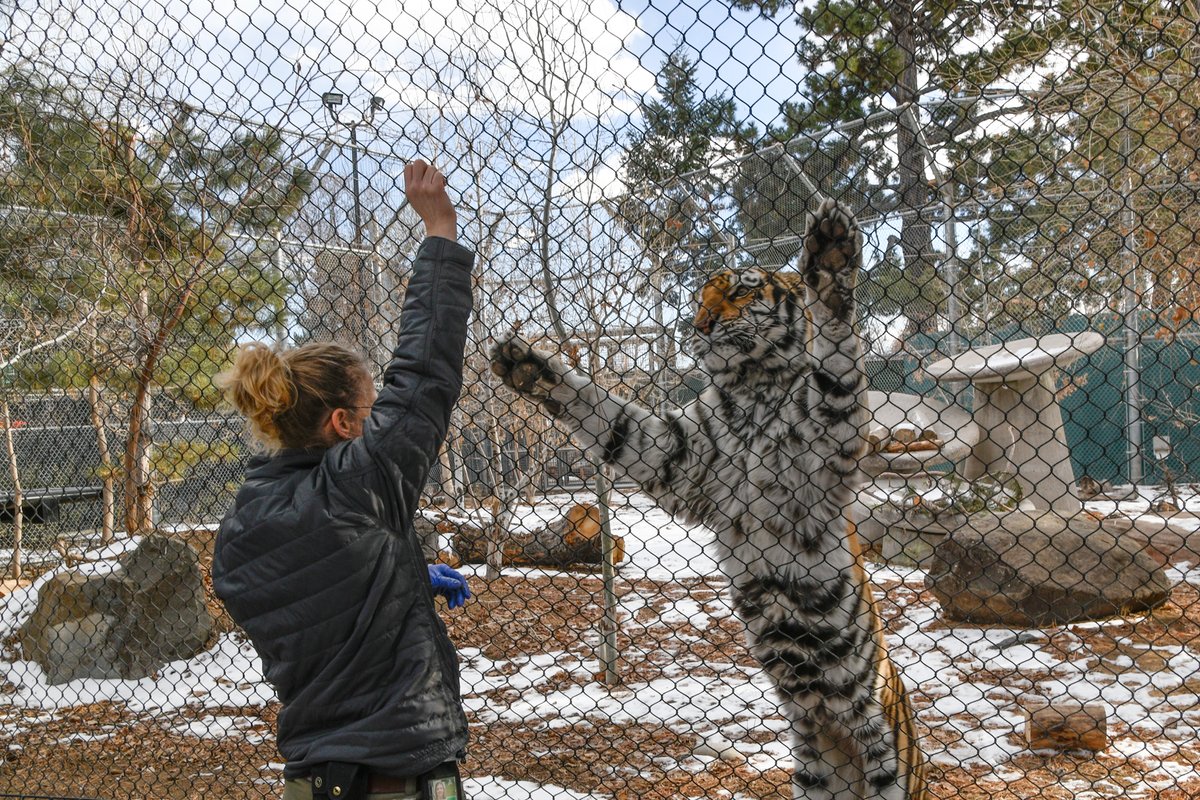 DenverZoo's tweet photo. Happy #WorldAnimalDay and #InternationalZookeeperDay! 🐾 

Today we celebrate two things that go hand in hand: the incredible animals who call DZCA home, and the dedicated Animal Care Specialists who show up for them every single day. 

From early morning feedings and enrichment to medical training, behavioral research, and field conservation, our team of passionate, skilled professionals ensures that every one of our 2,500+ animals thrives. They are the heartbeat of this organization, and the reason our animals can serve as ambassadors for their wild counterparts around the globe. 

To our entire Animal Care team: thank you. What you do makes a world of difference. 

#DenverZooConservationAlliance #AnimalCare #ZooKeepers #SavingWildlifeTogether