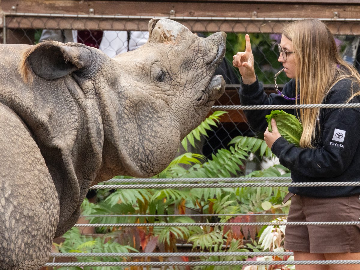 DenverZoo's tweet photo. Happy #WorldAnimalDay and #InternationalZookeeperDay! 🐾 

Today we celebrate two things that go hand in hand: the incredible animals who call DZCA home, and the dedicated Animal Care Specialists who show up for them every single day. 

From early morning feedings and enrichment to medical training, behavioral research, and field conservation, our team of passionate, skilled professionals ensures that every one of our 2,500+ animals thrives. They are the heartbeat of this organization, and the reason our animals can serve as ambassadors for their wild counterparts around the globe. 

To our entire Animal Care team: thank you. What you do makes a world of difference. 

#DenverZooConservationAlliance #AnimalCare #ZooKeepers #SavingWildlifeTogether