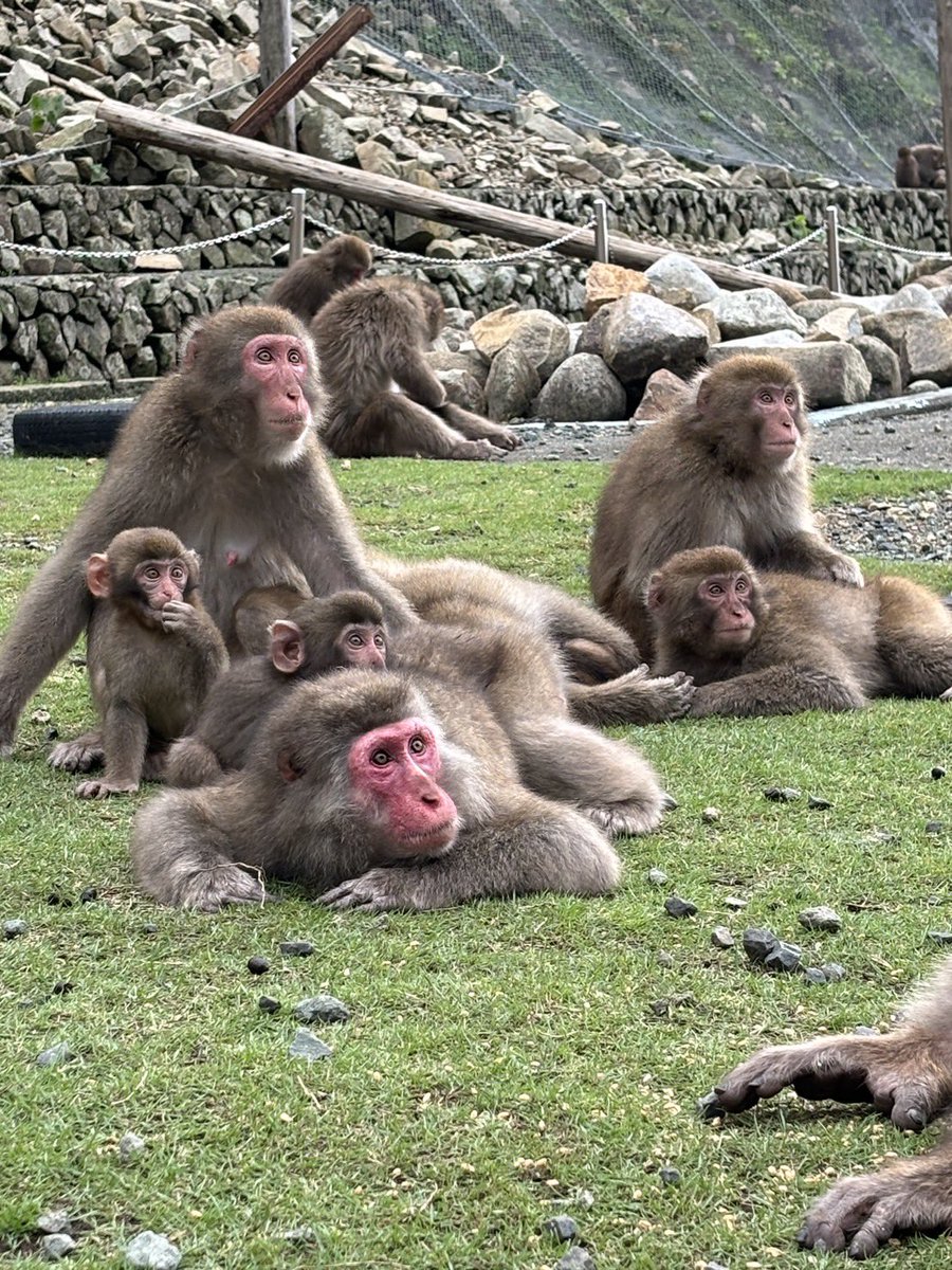 MonkeyBay5's tweet photo. #波勝崎モンキーベイ　
【2026年10月5日モンキーベイ🌊猿予報🐒】
本日:開園　
天気:晴れ☀️微風🌬️
猿:猿が数頭います🐒

秋の実りが多いようで🍁
大きな群れは午後に降りてくる事が多くなりました。

#ニホンザル　#南伊豆　#野生猿　
#japanesemonkey #izu #wildmonkey https://t.co/zhT2h3xeU6
