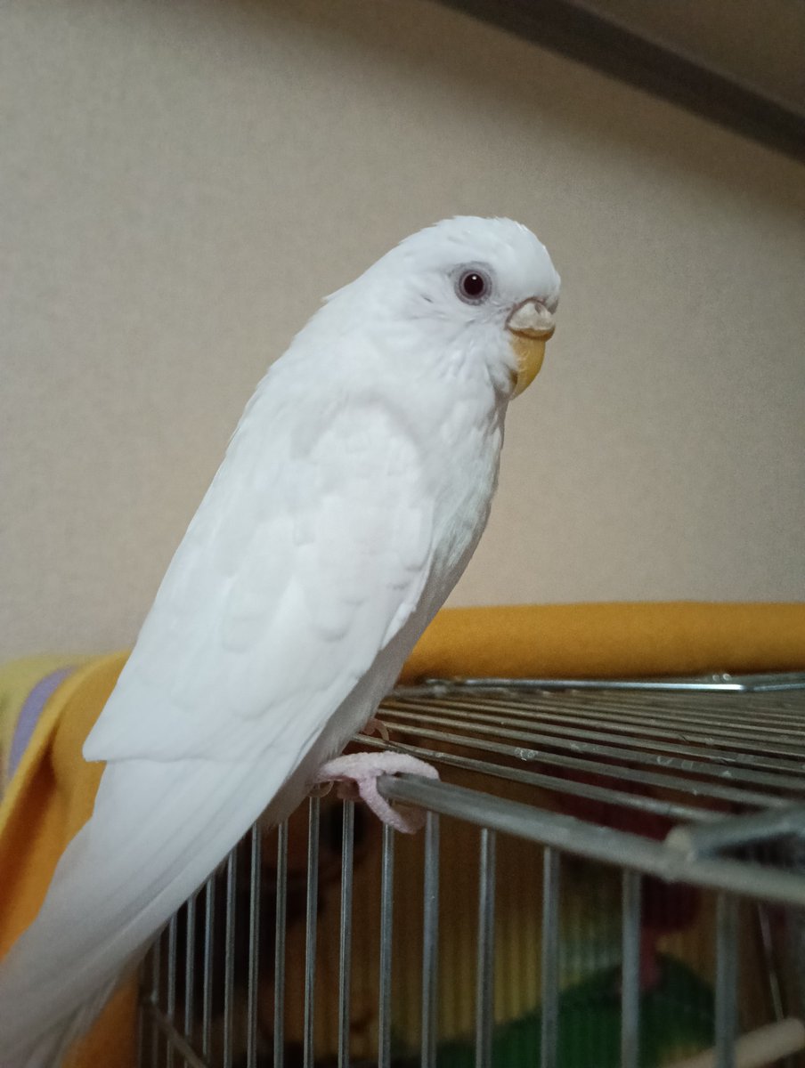 PicapicaTen's tweet photo. うちの子になって5ヶ月になりました😊毎日ご飯の取り合いでキャルキャルいって、飼い主に仲良くしなさい❗って怒られてますが、元気にしてます🤣
飼い主は体調不良続いてますが、頑張ります😣 https://t.co/9dvfpTJ2GG