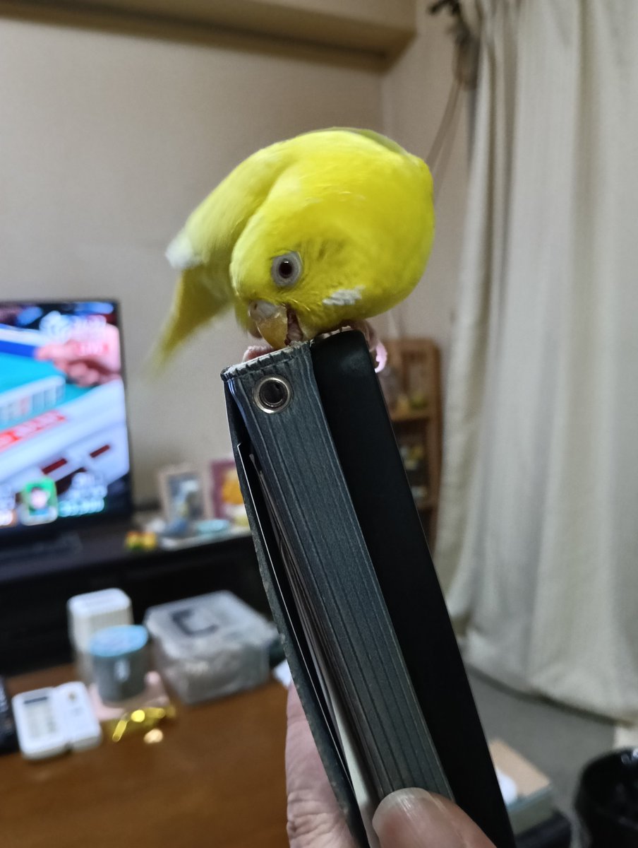 PicapicaTen's tweet photo. うちの子になって5ヶ月になりました😊毎日ご飯の取り合いでキャルキャルいって、飼い主に仲良くしなさい❗って怒られてますが、元気にしてます🤣
飼い主は体調不良続いてますが、頑張ります😣 https://t.co/9dvfpTJ2GG