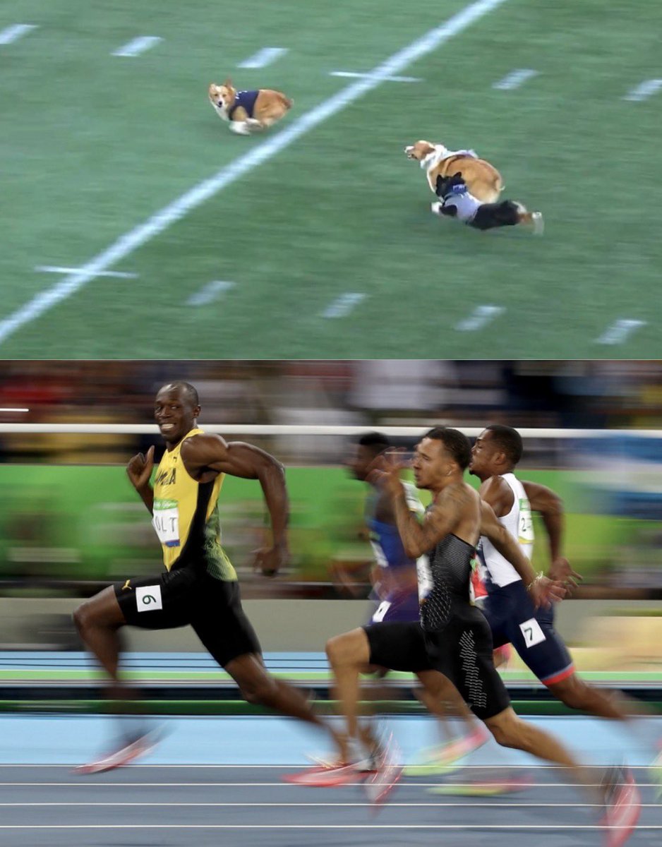 TrungTPhan's tweet photo. Corgi Cup winner flexed on em with the Usain Bolt https://t.co/mVzKhpyMDg