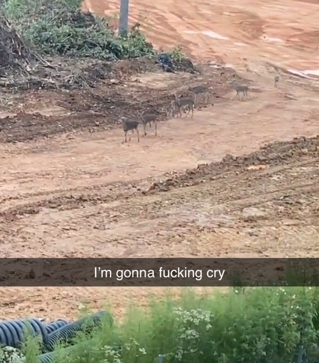 salvagingyouth's tweet photo. they’ve cleared all the land behind my friend’s apartment complex and she sent me this heartbreaking image earlier🫠
this isn’t development, this is destruction of habitat. https://t.co/M76s5qXCkU