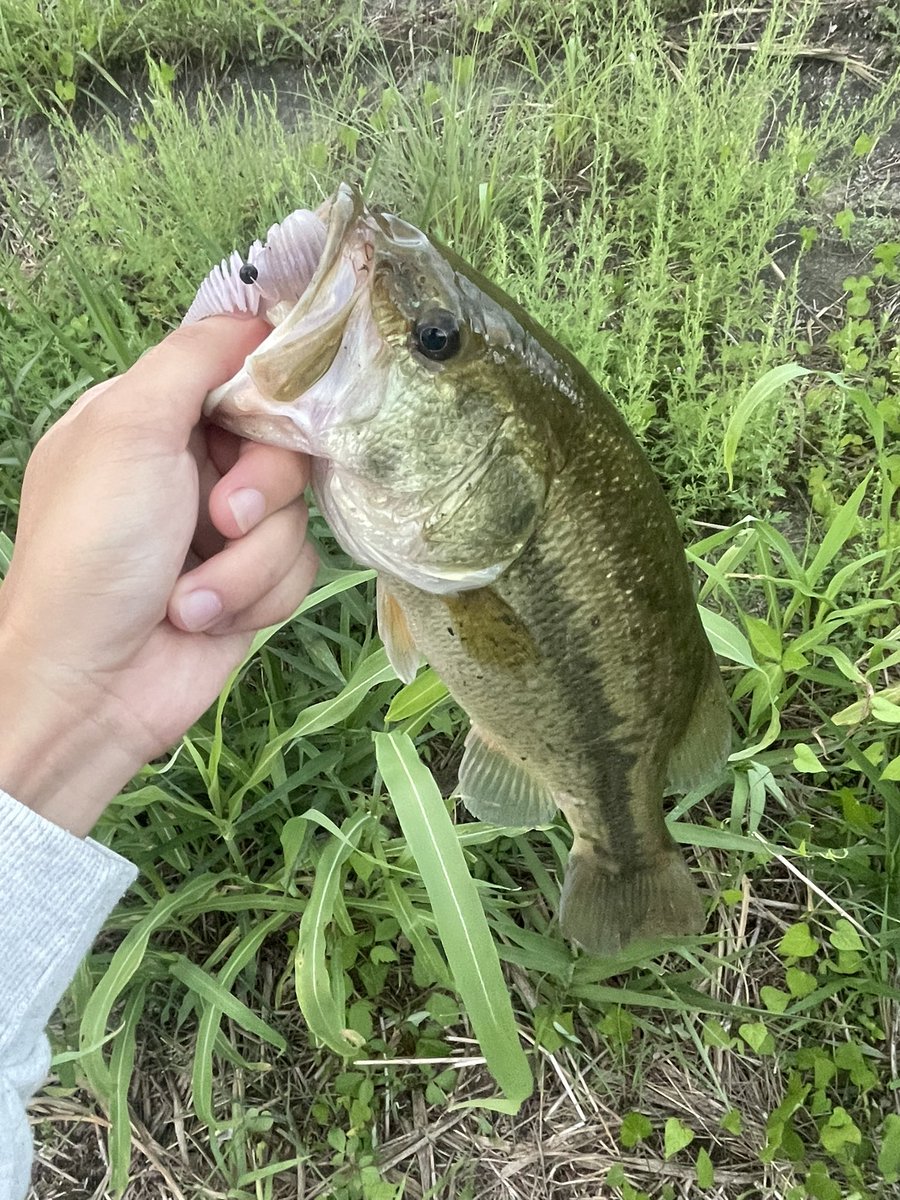 basashi_fishing's tweet photo. https://t.co/2uZrIk8srU