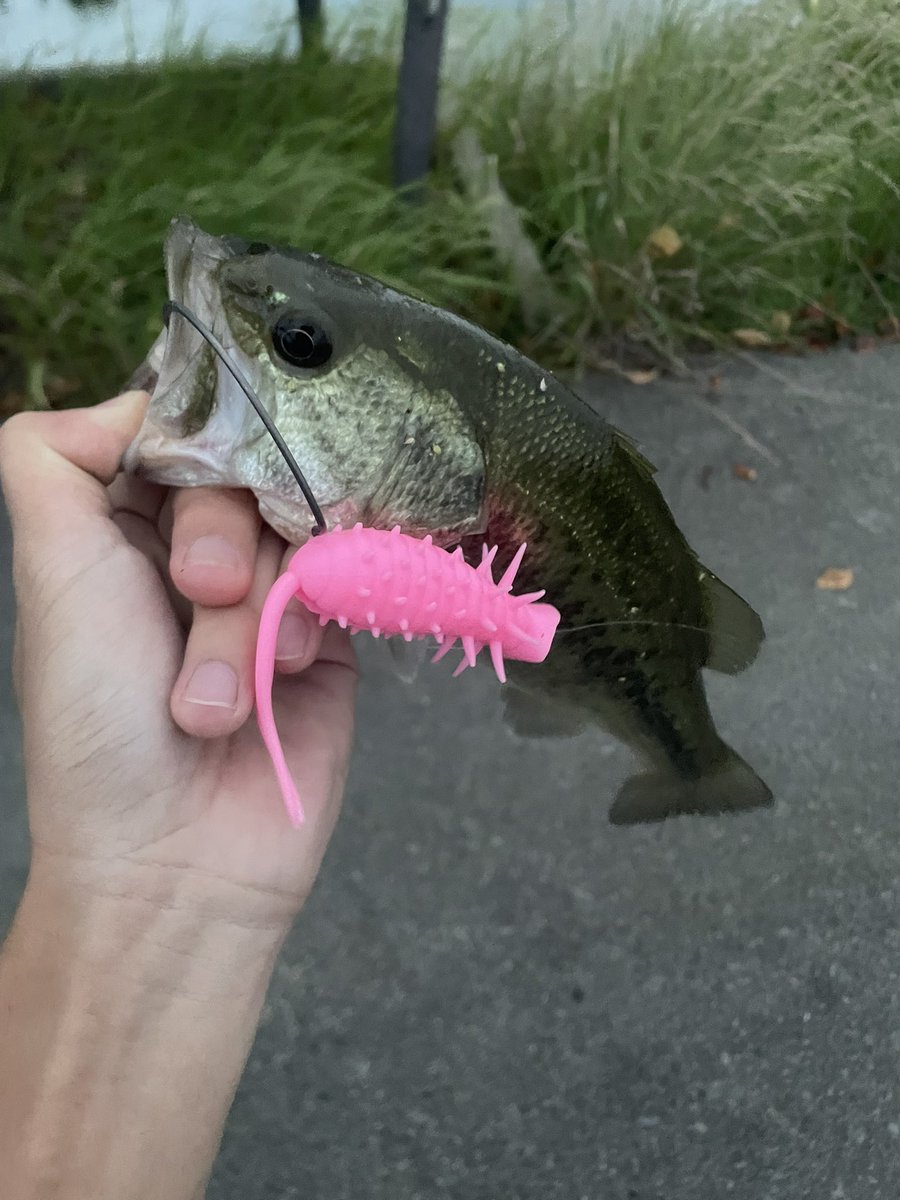 basashi_fishing's tweet photo. https://t.co/2uZrIk8srU