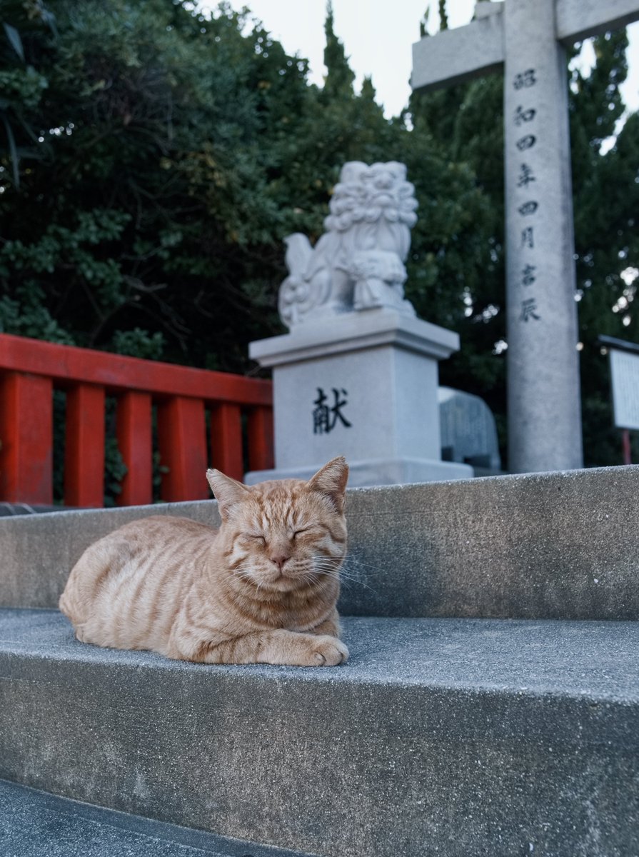 predictabo's tweet photo. コマイヌとこまねこ⑤

#猫
#ねこ
#ねこのいる生活
#猫神社
#cat https://t.co/saq94qpSos