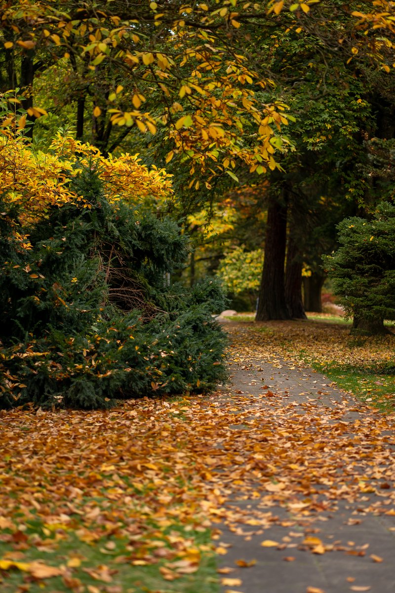 AndreaFranbogs's tweet photo. [The mist wraps around the old path, the sickle of autumn harvests the last stubble, and the rare jade of antiquity lies quiet.]， https://t.co/Ev7QGDE7VR