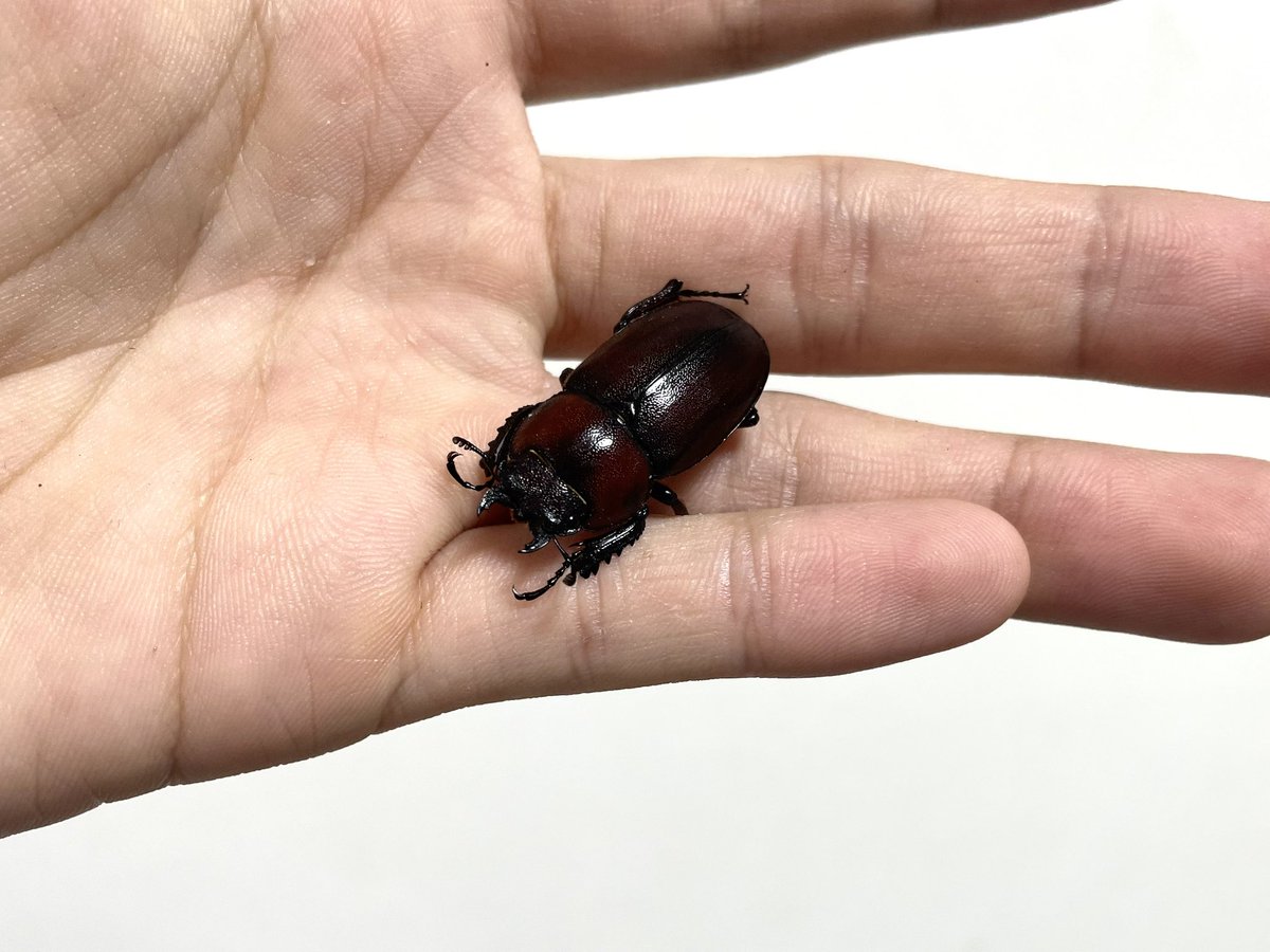 aichi_turi's tweet photo. 今朝の方々
メスも綺麗なトカラノコギリ、ズルいですね。 https://t.co/5e5qRCWBJD