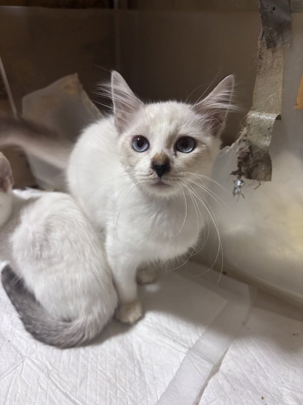 satoya_boshu's tweet photo. 6月末と7月生まれの子猫たちです
推定0歳3ヶ月
♂・♀ 岡山県

雄猫9匹（白でシャムのような子、グレーハチワレ、キジトラ、キジトラ白）
メス1匹（白でシャムのような耳鼻先尻尾先薄茶）
どの子も仲良く人懐っこいです。比較的メスちゃんが大人しいですが、可愛いです。
一枚目の写真が唯一のメス猫 https://t.co/9sq1XpRcl1
