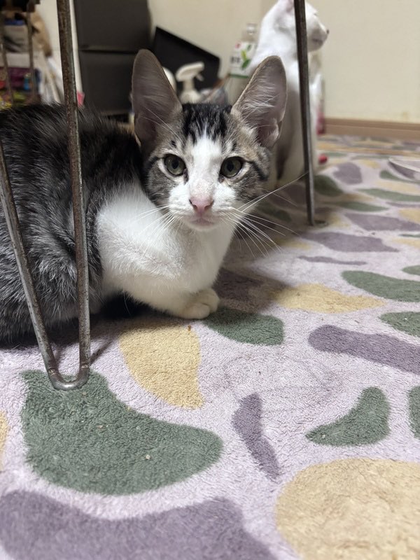 satoya_boshu's tweet photo. 6月末と7月生まれの子猫たちです
推定0歳3ヶ月
♂・♀ 岡山県

雄猫9匹（白でシャムのような子、グレーハチワレ、キジトラ、キジトラ白）
メス1匹（白でシャムのような耳鼻先尻尾先薄茶）
どの子も仲良く人懐っこいです。比較的メスちゃんが大人しいですが、可愛いです。
一枚目の写真が唯一のメス猫 https://t.co/9sq1XpRcl1