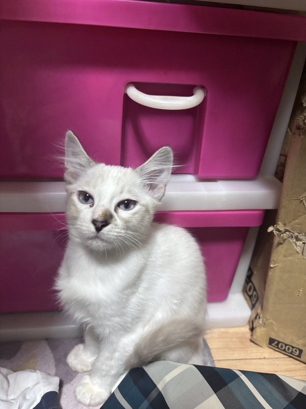 satoya_boshu's tweet photo. 6月末と7月生まれの子猫たちです
推定0歳3ヶ月
♂・♀ 岡山県

雄猫9匹（白でシャムのような子、グレーハチワレ、キジトラ、キジトラ白）
メス1匹（白でシャムのような耳鼻先尻尾先薄茶）
どの子も仲良く人懐っこいです。比較的メスちゃんが大人しいですが、可愛いです。
一枚目の写真が唯一のメス猫 https://t.co/9sq1XpRcl1